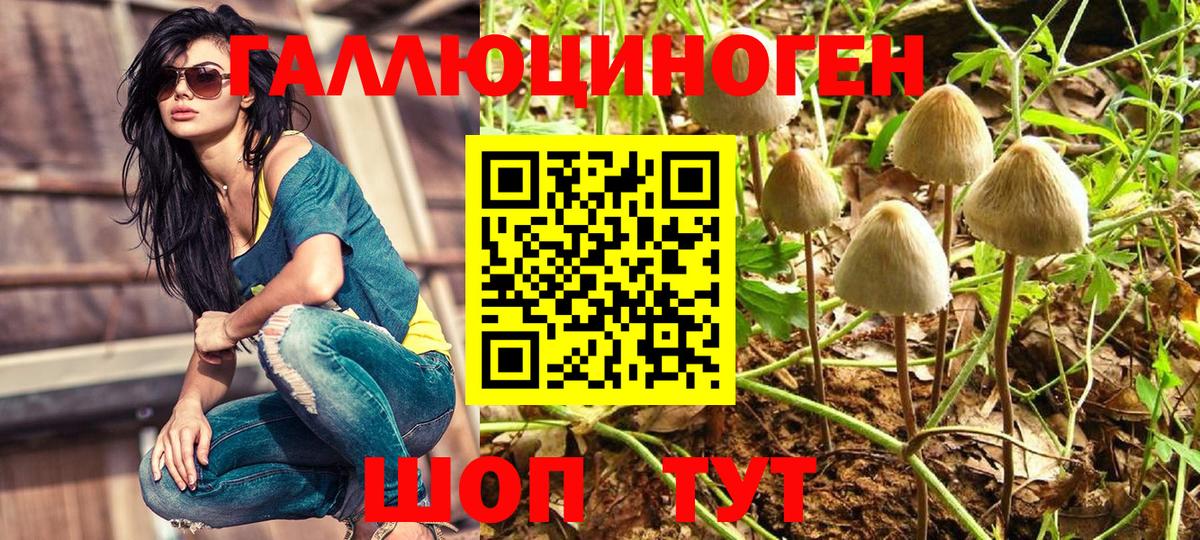 Галлюциногенные грибы Psilocybine cubensis Заволжье
